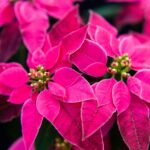 Какие семейные подарки images238.jpg